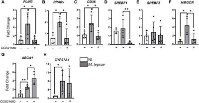 Adenosine A2A receptor as a potential regulator of Mycobacterium leprae survival mechanisms: new insights into leprosy neural damage